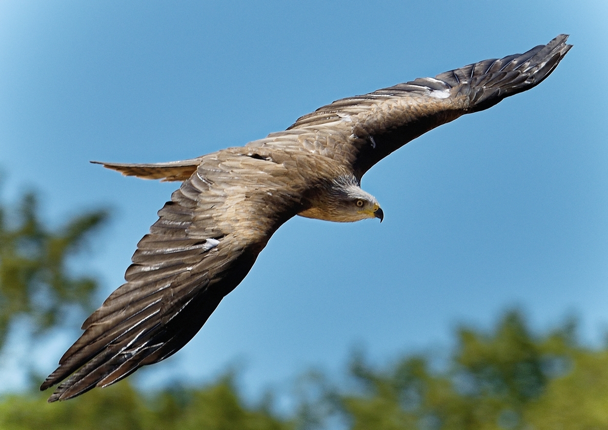 Le vol du faucon  © Yvan Marcou
