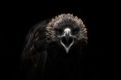 GODS & BEASTS de RÉMI CHAPEAUBLANC GODS & BEASTS de RÉMI CHAPEAUBLANC