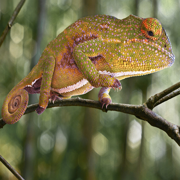 " Hyper Nature Tropical” - photographies