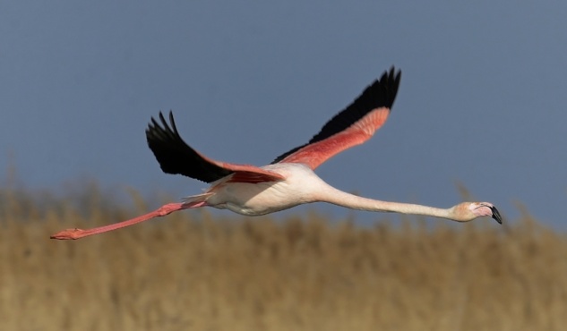 Yvan Marcou (photo) Yvan Marcou (photo)