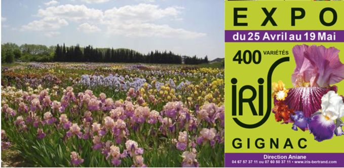 Exposition d'iris - Gignac Exposition d'iris - Gignac