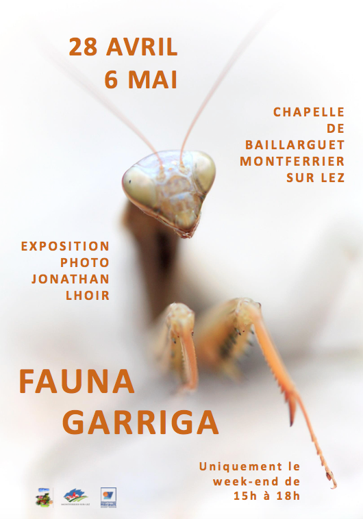 "Fauna Garriga" ou "le peuple caché de la garrigue"- Baillarguet - Montferrier-sur-Lez
