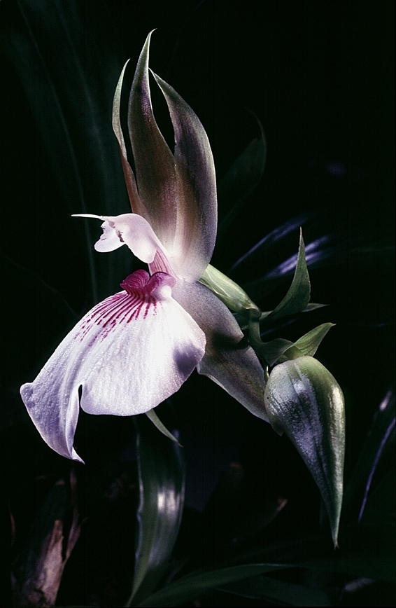 Zygosepalium Labiosum - Photo Yvan MARCOU Zygosepalium Labiosum - Photo Yvan MARCOU