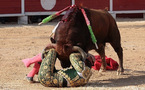 Concours de photos taurines 2010