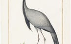 Exposition "Artistes au Muséum" au Muséum national d'Histoire naturelle - Paris