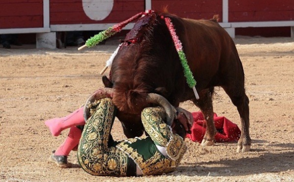 Concours de photos taurines 2010