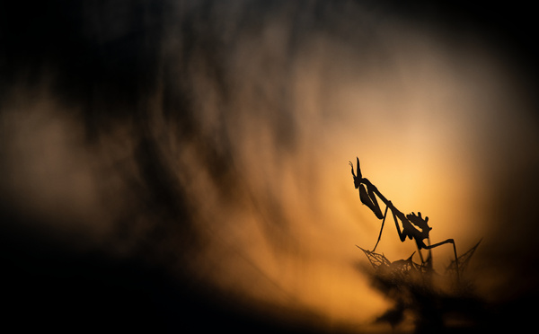 Exposition photo " MANTODEA " - Caveau des Vignerons de Cabrière