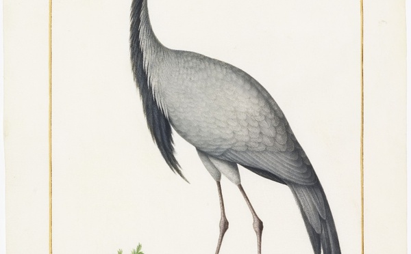 Exposition "Artistes au Muséum" au Muséum national d'Histoire naturelle - Paris