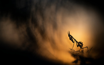 Exposition photo " MANTODEA " - Caveau des Vignerons de Cabrière