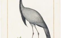 Exposition "Artistes au Muséum" au Muséum national d'Histoire naturelle - Paris