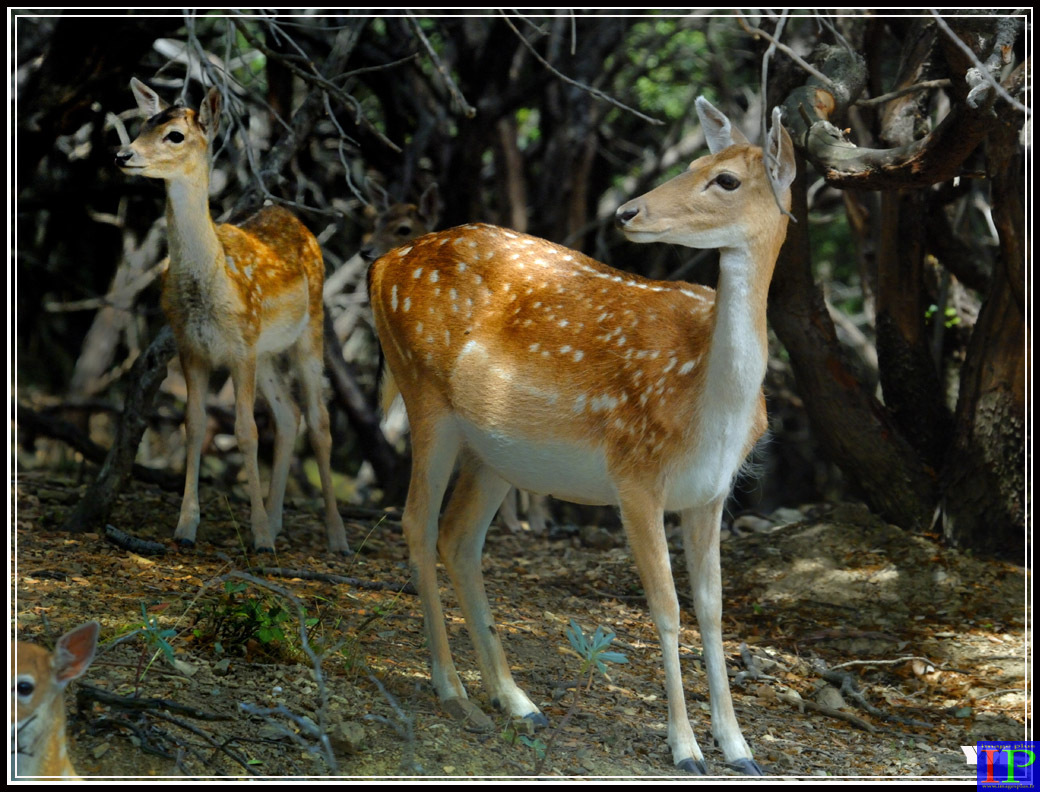 001-Biches-BB.jpg 001-Biches-BB.jpg