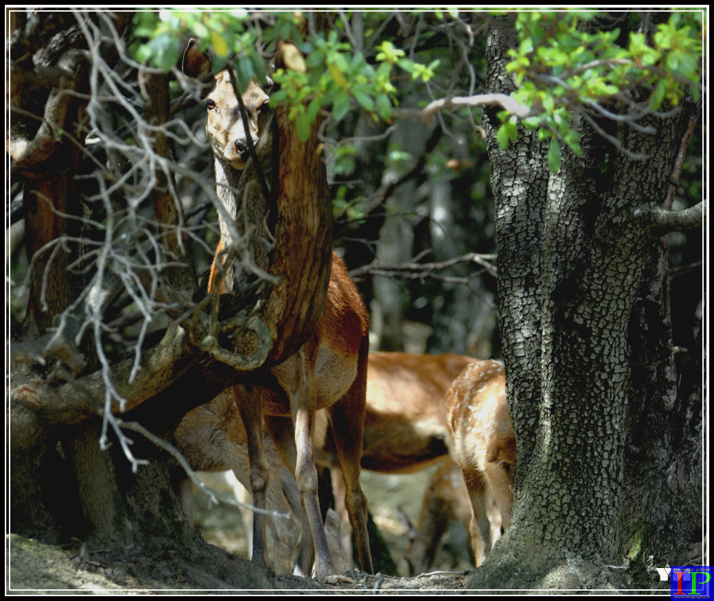 002-Biches-BB.jpg 002-Biches-BB.jpg