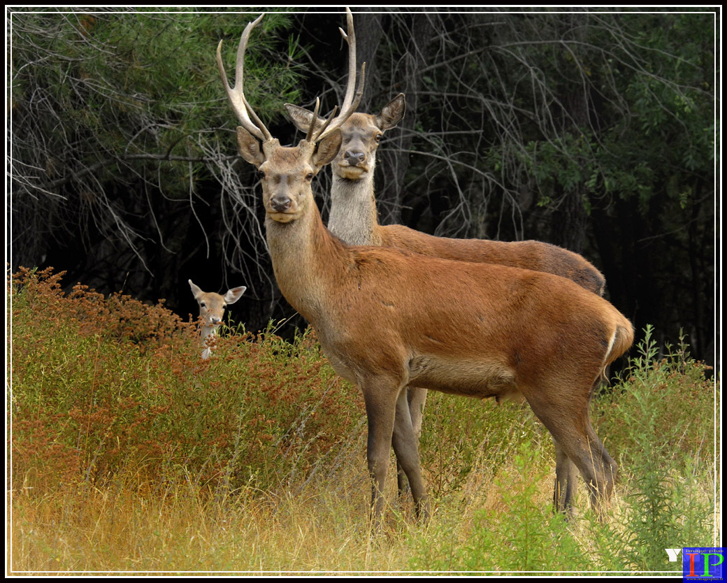 De Biches Et Faons gallery 030 Cerf Biche et Faon BB