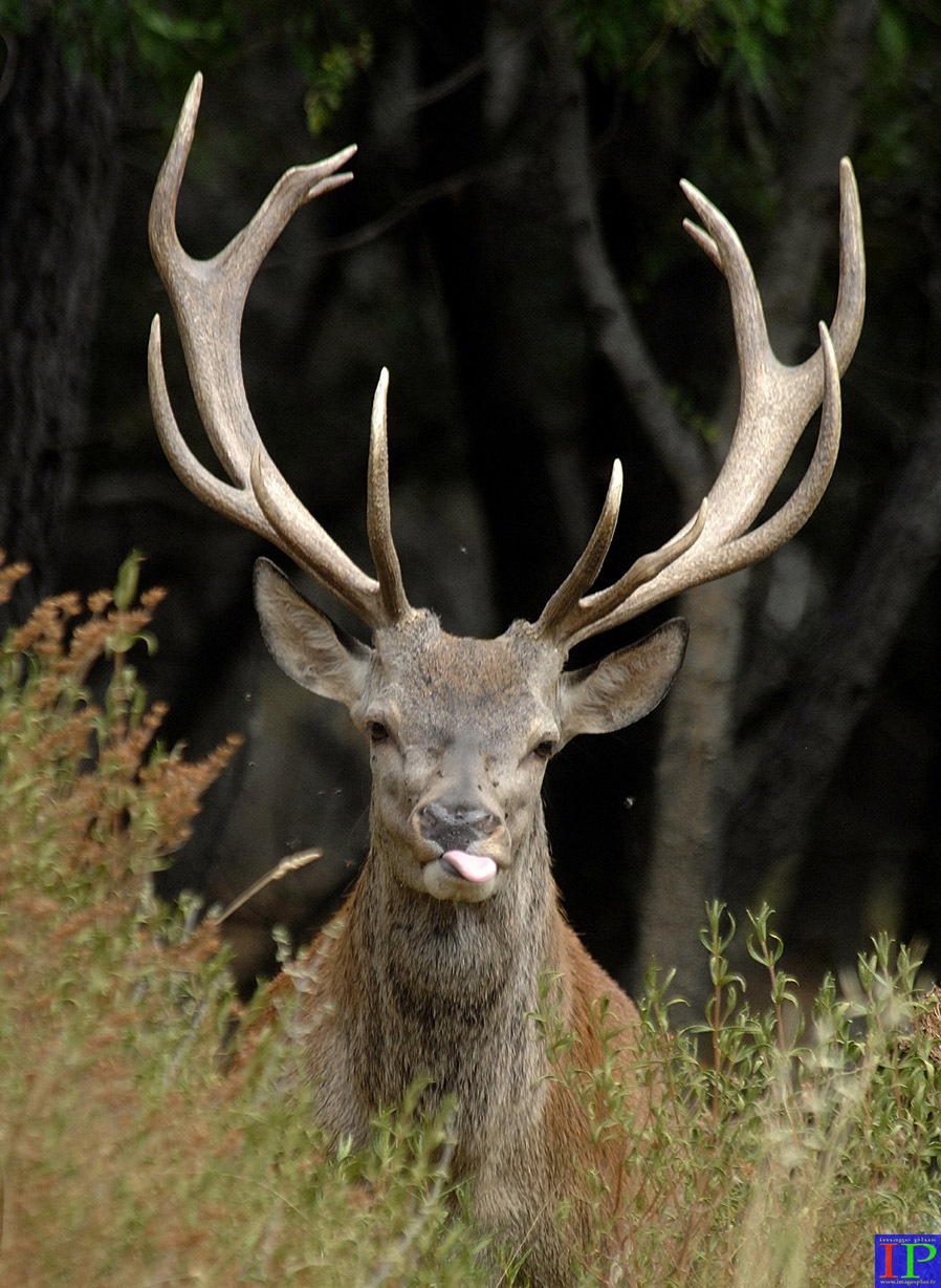 031-024-Cerf.jpg 031-024-Cerf.jpg