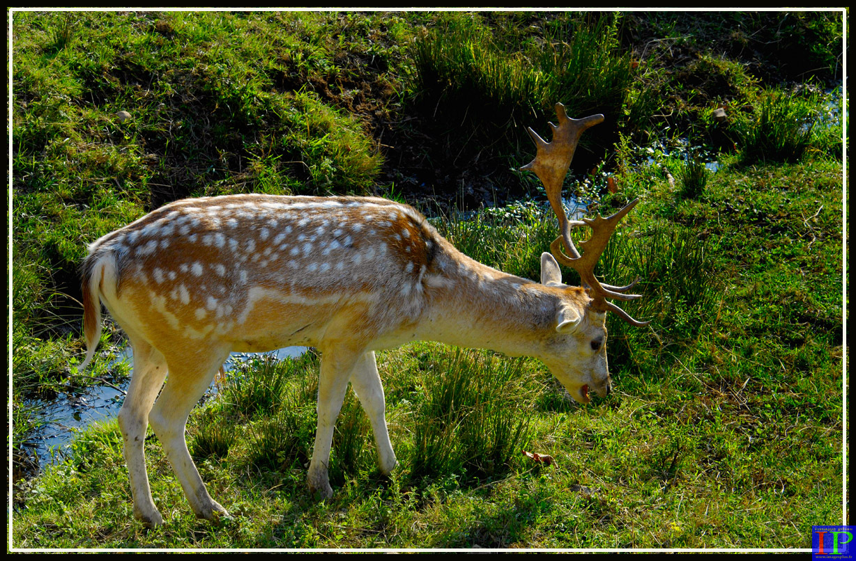 061-Daim-B.jpg 061-Daim-B.jpg