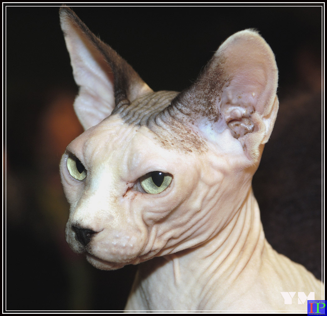 007-Sphynx-BB.jpg 007-Sphynx-BB.jpg