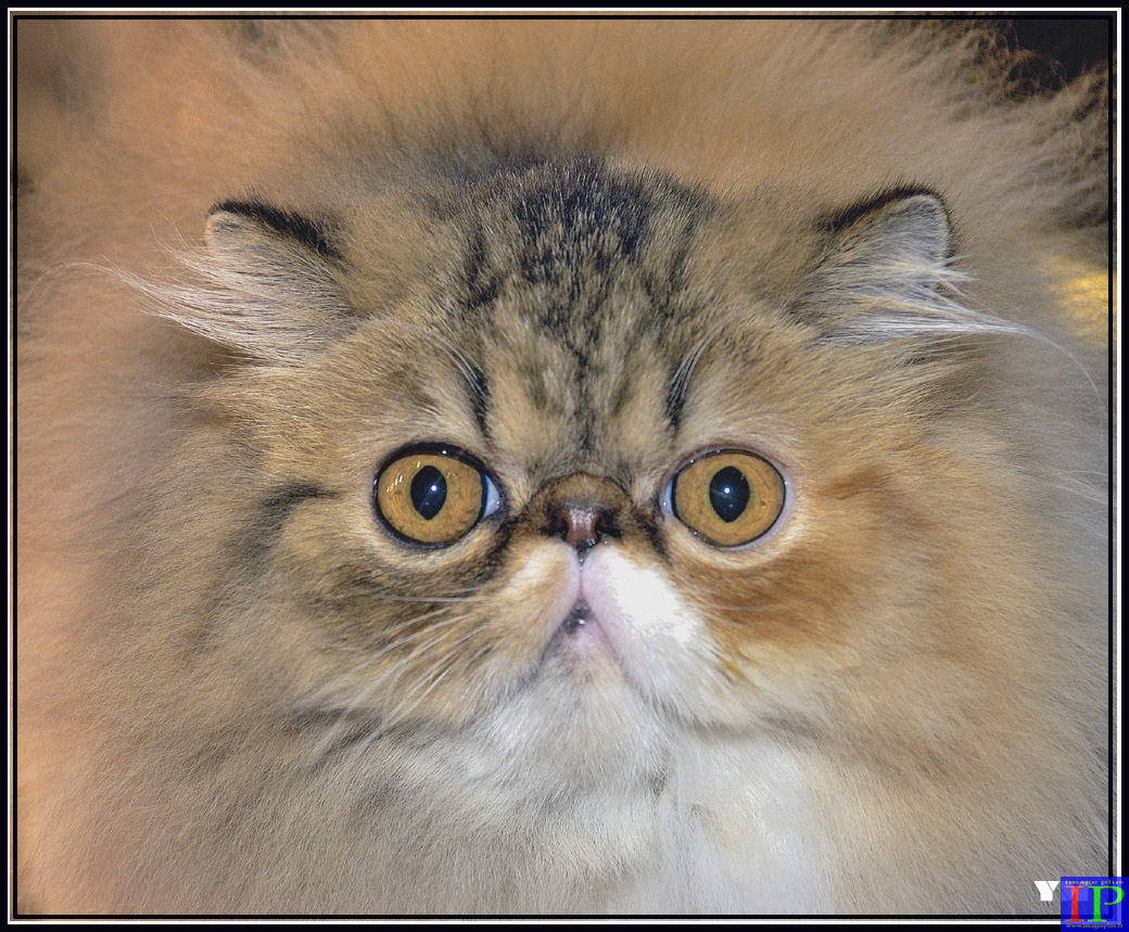 021-Persan-005-BB.jpg 021-Persan-005-BB.jpg