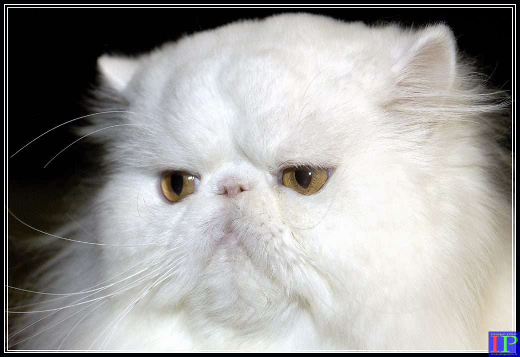 022-Persan blanc-BB.jpg 022-Persan blanc-BB.jpg