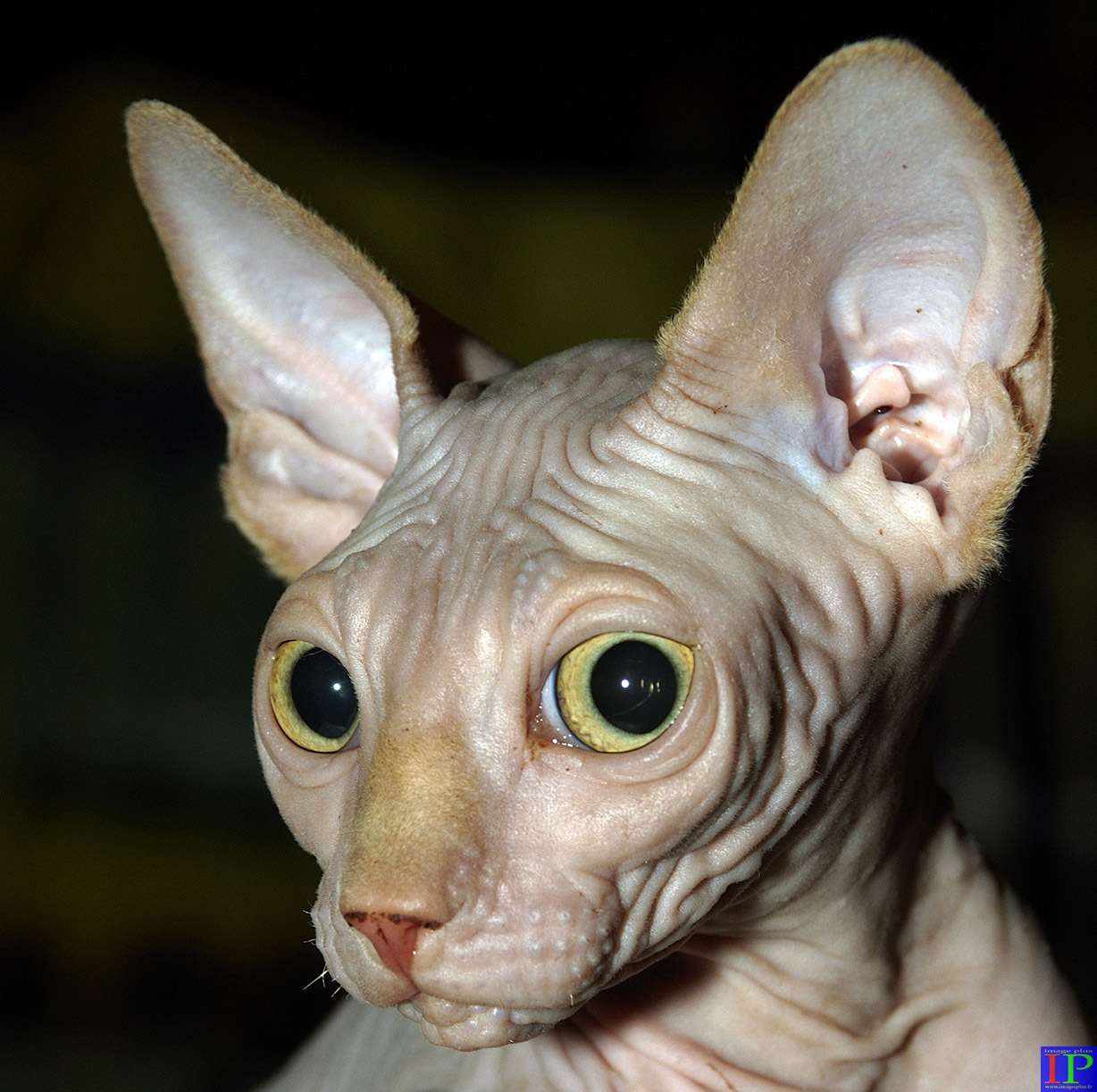 032-004-Sphynx.jpg 032-004-Sphynx.jpg