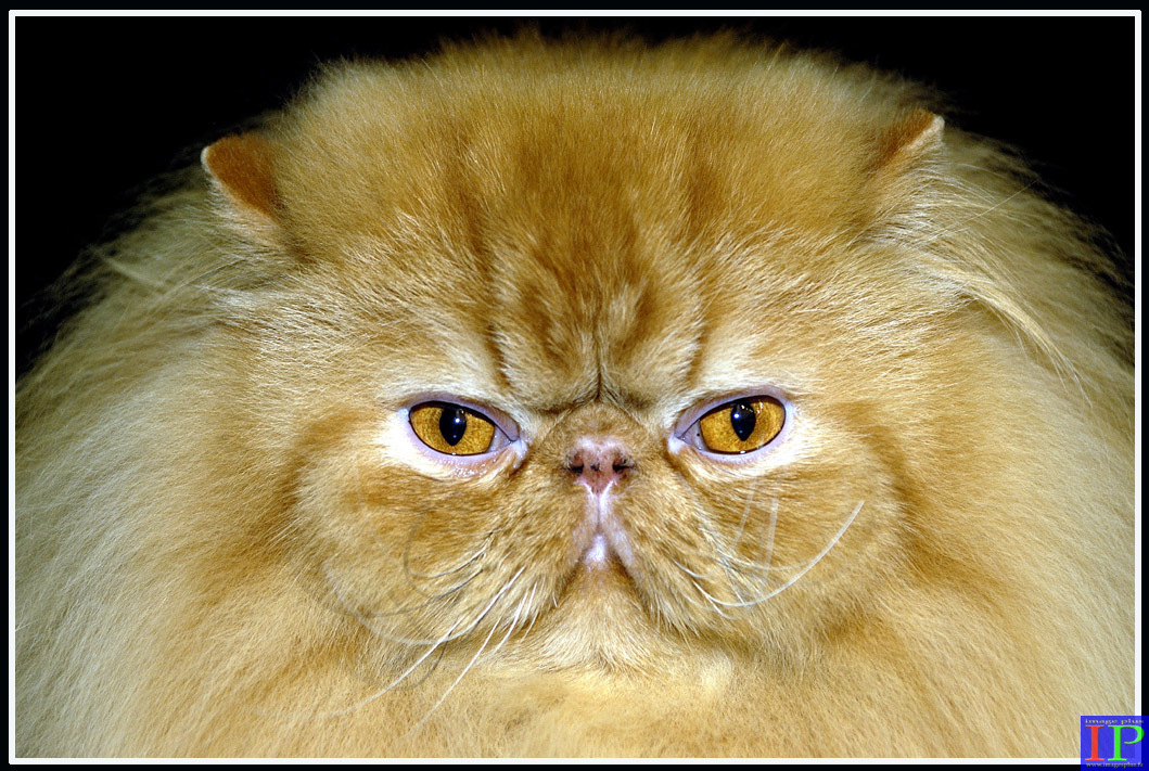 076-Persan-BB.jpg 076-Persan-BB.jpg