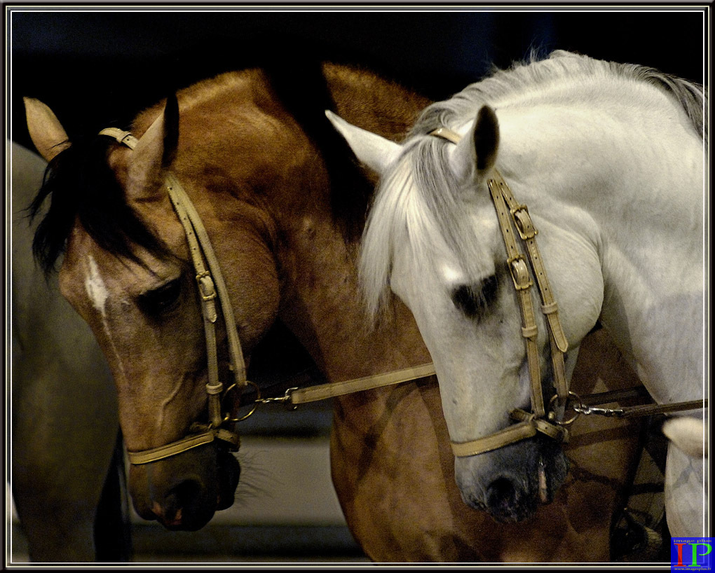 017-Instant équestre-BB.jpg 017-Instant équestre-BB.jpg