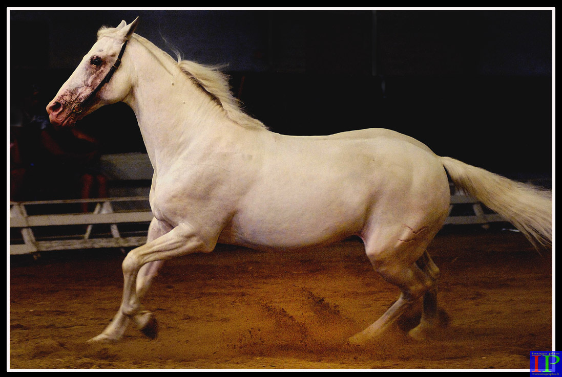 071-Pur sang-BB.jpg 071-Pur sang-BB.jpg