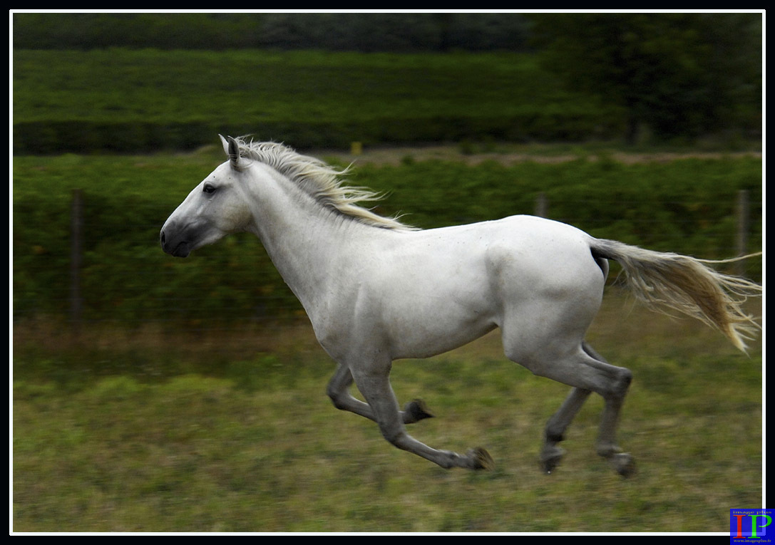 075-Lusitanien-BB.jpg 075-Lusitanien-BB.jpg