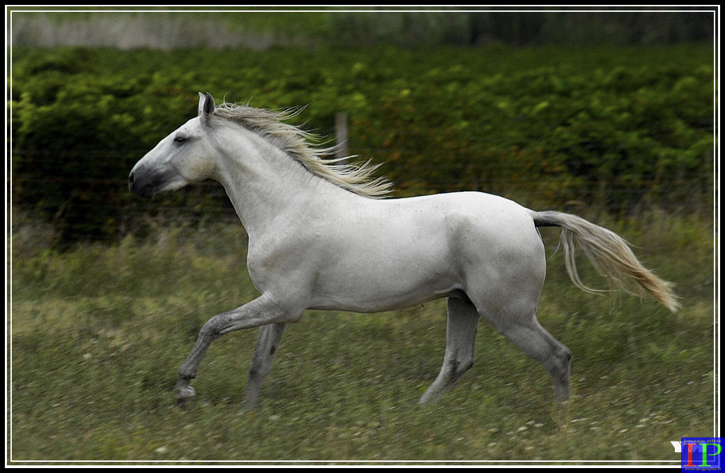 075B-Lusitanien-BB.jpg 075B-Lusitanien-BB.jpg