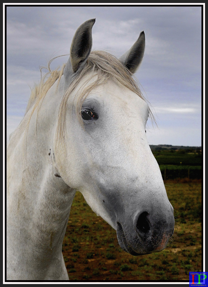 081-Lusitanien-BB.jpg 081-Lusitanien-BB.jpg