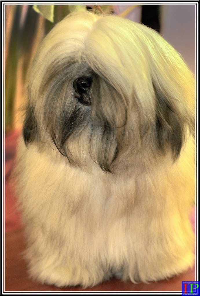 033-Chien Montpellier-BB.jpg 033-Chien Montpellier-BB.jpg