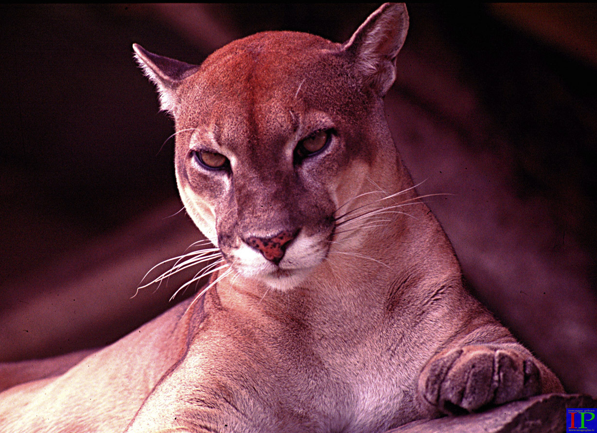 012-005-Puma-B.jpg 012-005-Puma-B.jpg