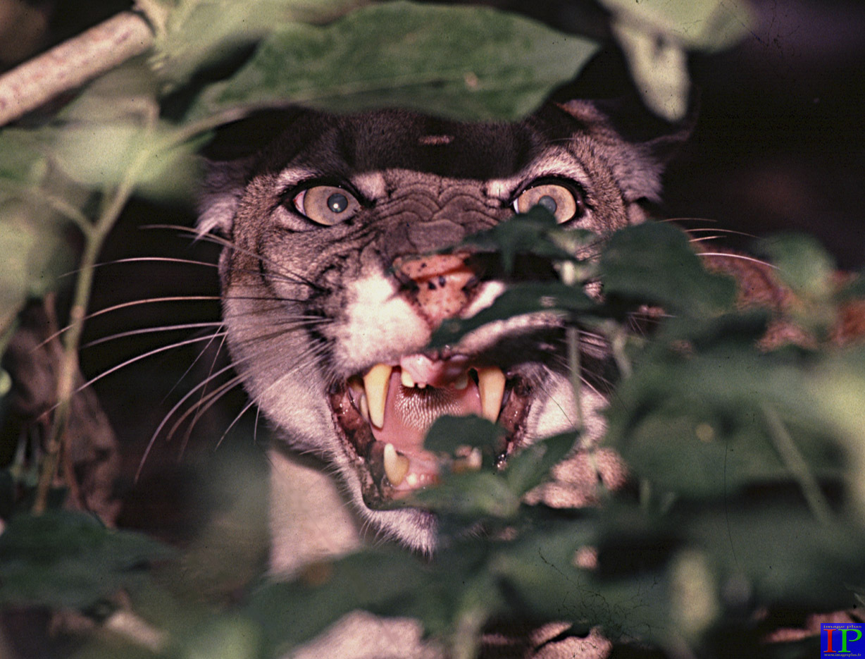 016-003-Puma-B.jpg 016-003-Puma-B.jpg