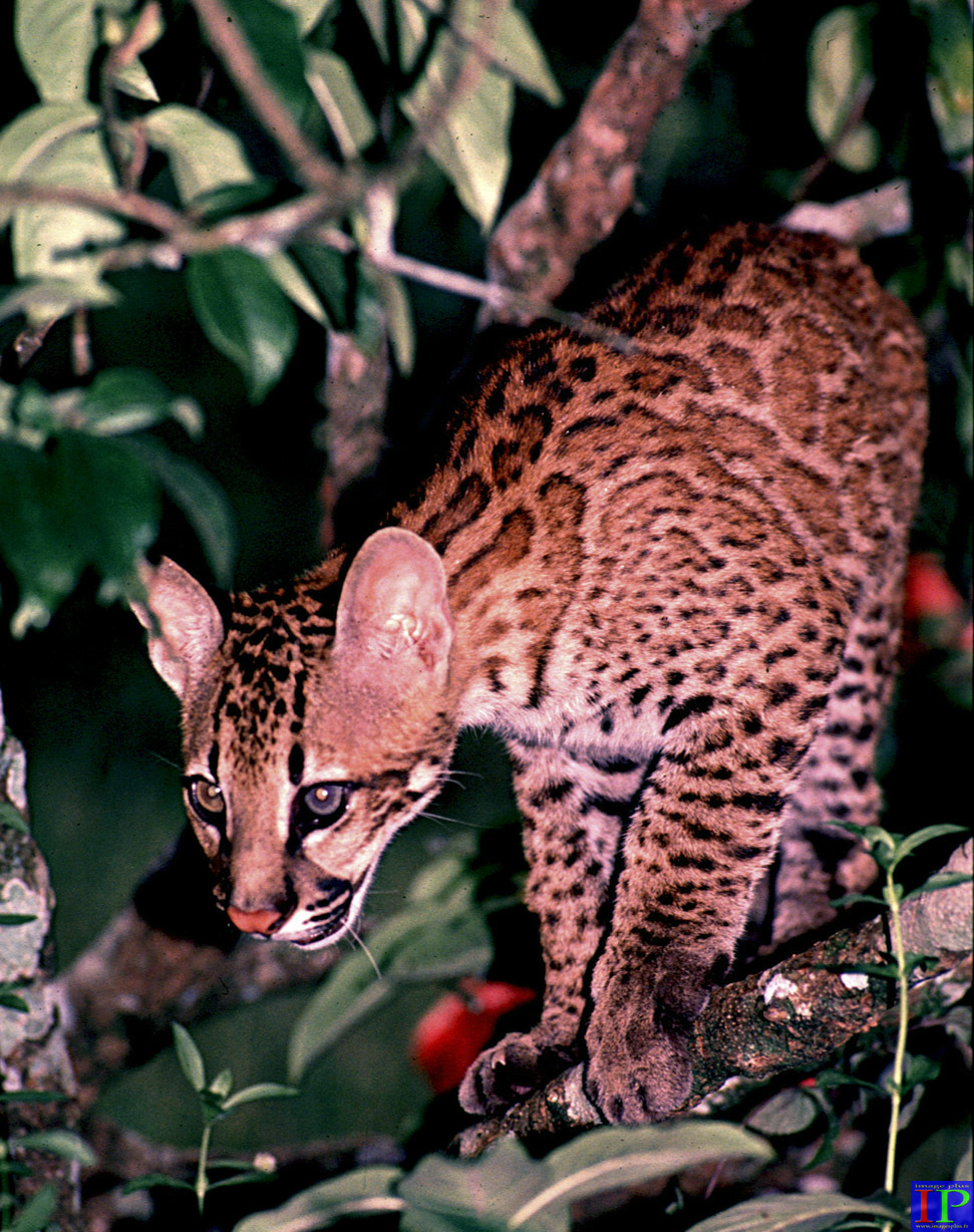 017-002-Ocelot-B.jpg 017-002-Ocelot-B.jpg