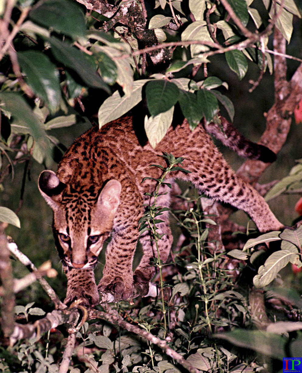 018-001-Ocelot-B.jpg 018-001-Ocelot-B.jpg