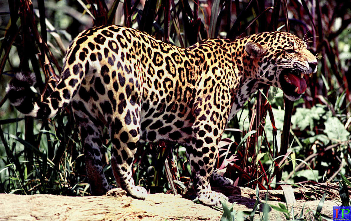 020-002-Jaguar-B.jpg