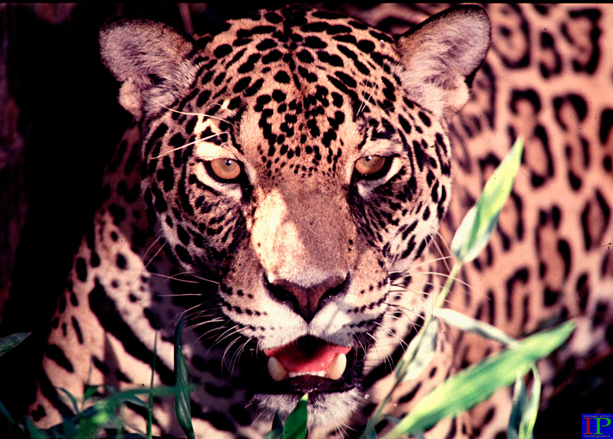 021-004-Jaguar-B.jpg 021-004-Jaguar-B.jpg