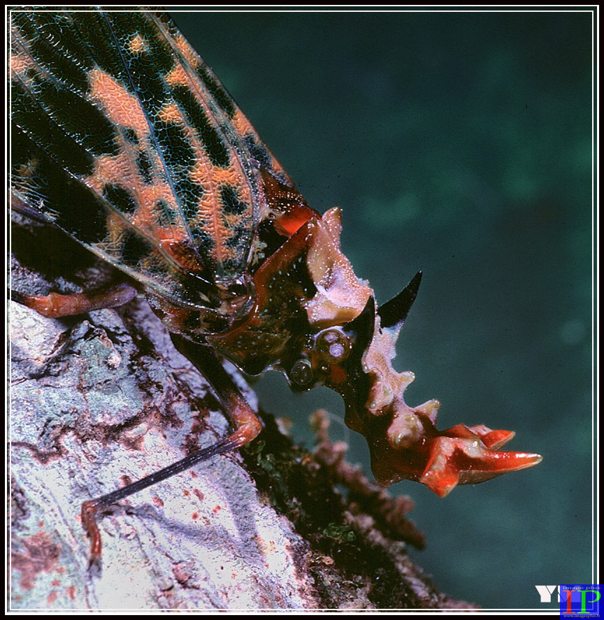 001-Fulgor royal-BB.jpg 001-Fulgor royal-BB.jpg