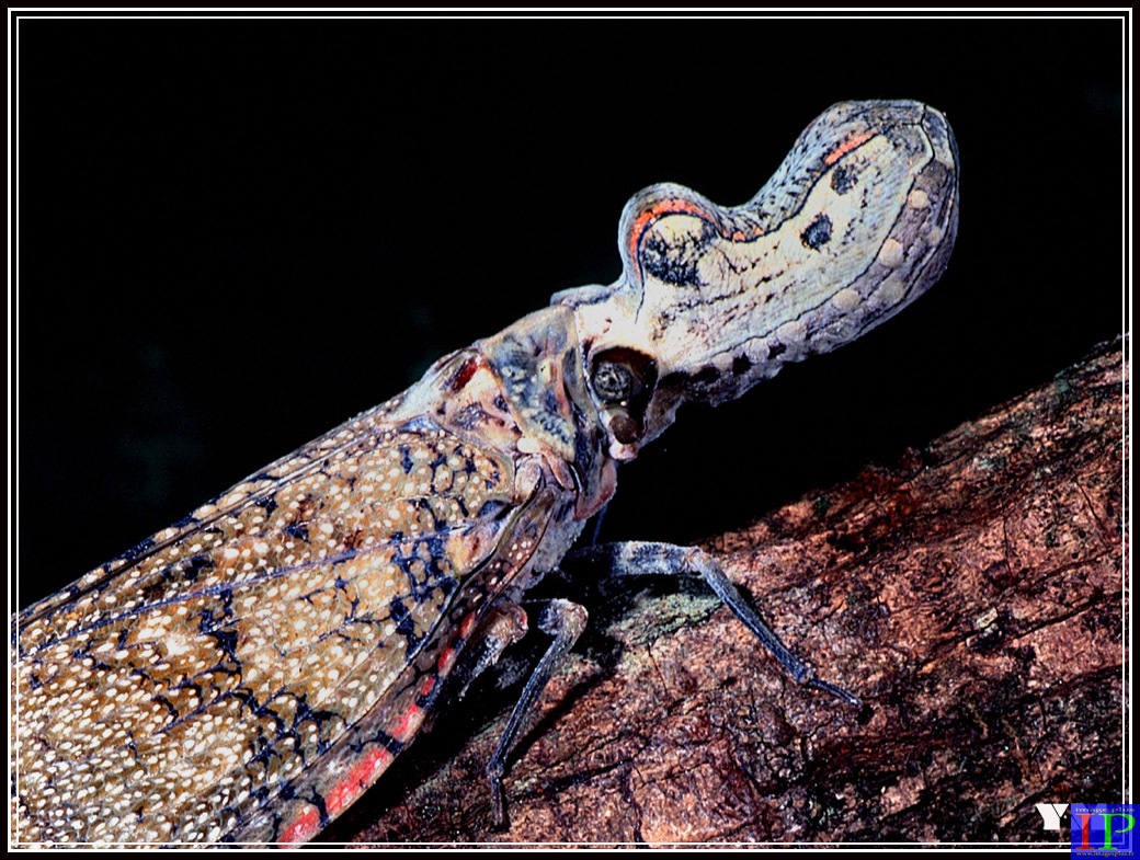 001-Fulgora lanterna-BB.jpg 001-Fulgora lanterna-BB.jpg