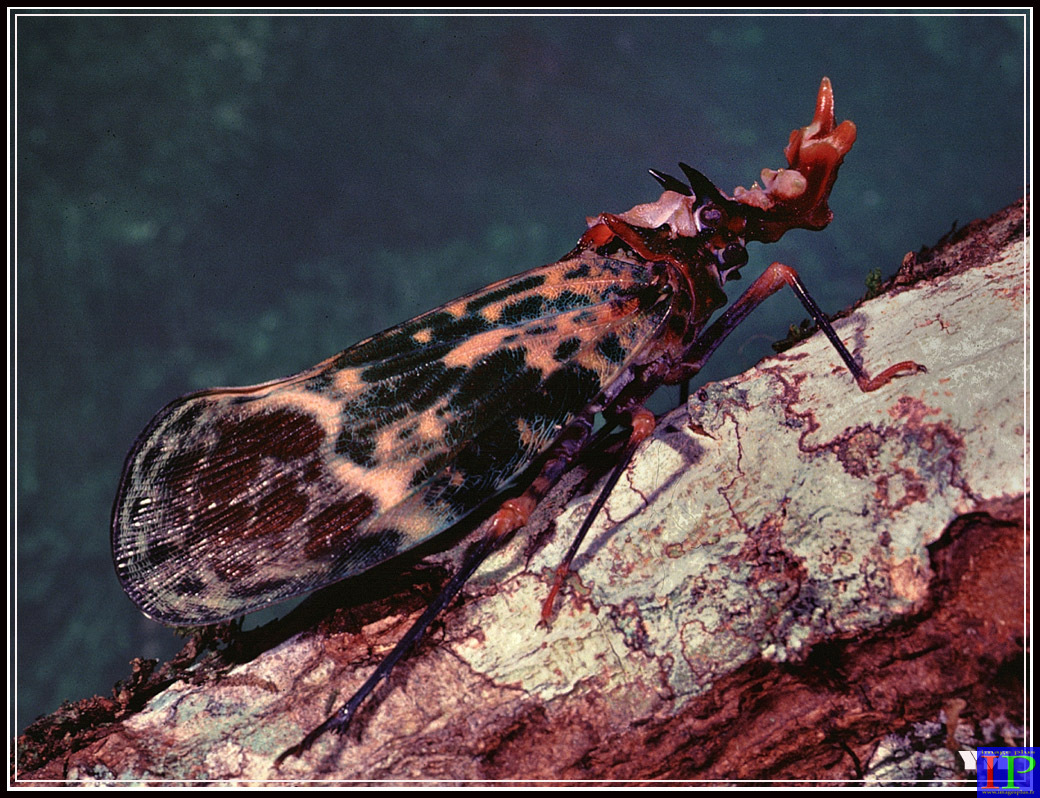 002-Fulgor Royal-BB.jpg 002-Fulgor Royal-BB.jpg