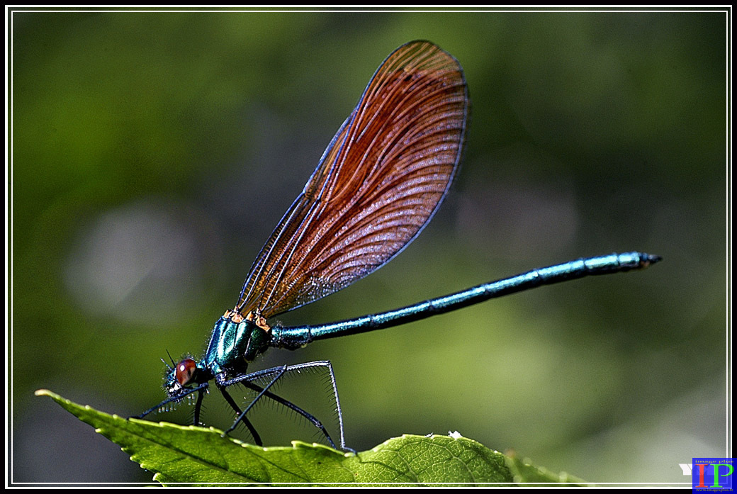 002-Libellule-BB.jpg 002-Libellule-BB.jpg