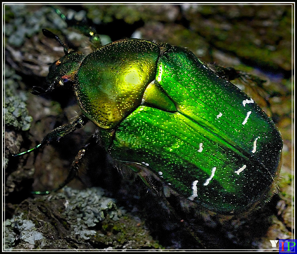 005-Hanneton-BB.jpg 005-Hanneton-BB.jpg