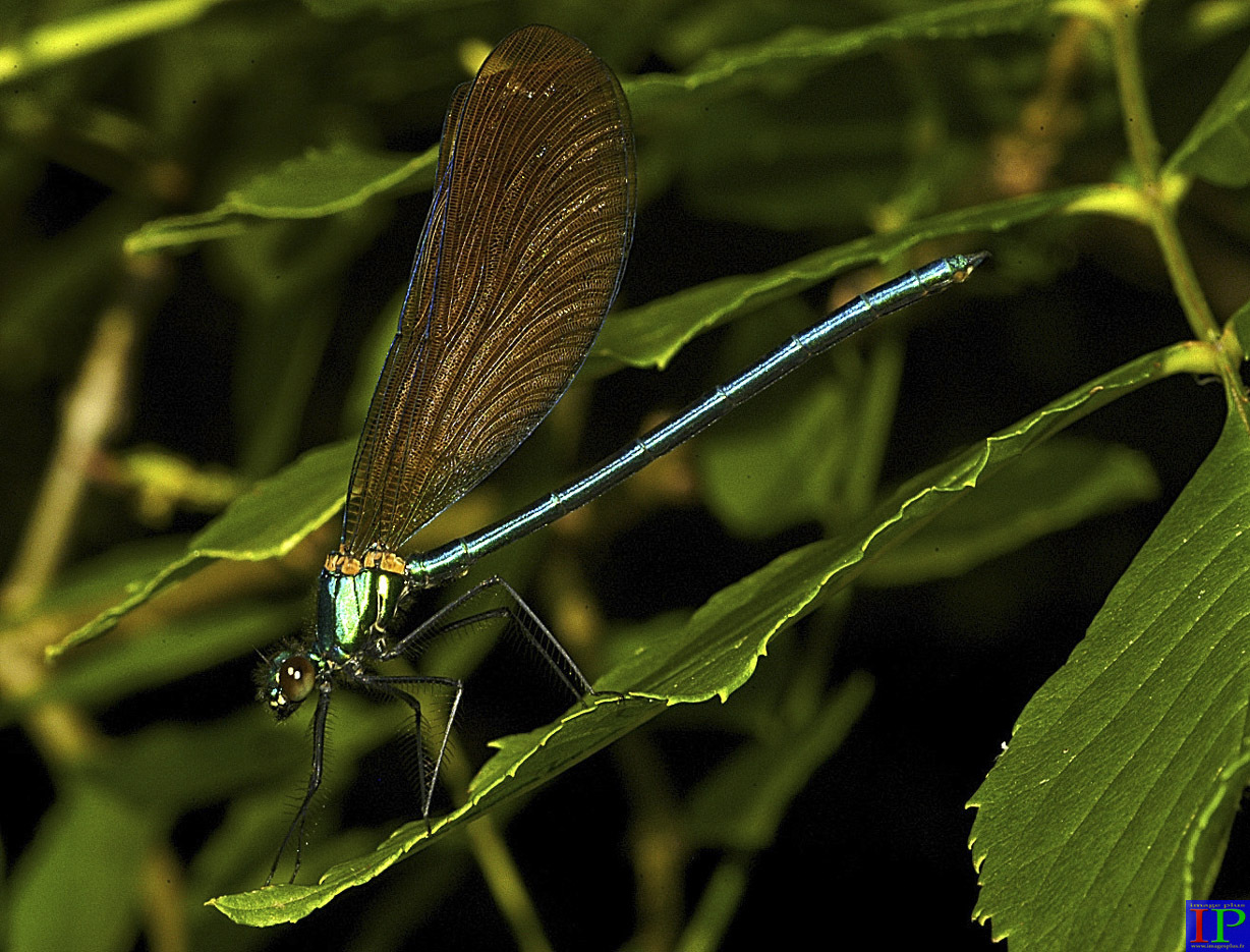 036-003-Libellule-B.jpg 036-003-Libellule-B.jpg