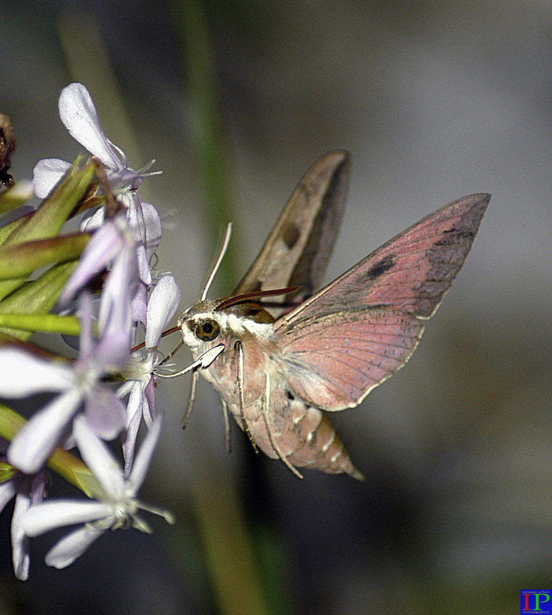 036-005-Sphinx-B.jpg 036-005-Sphinx-B.jpg