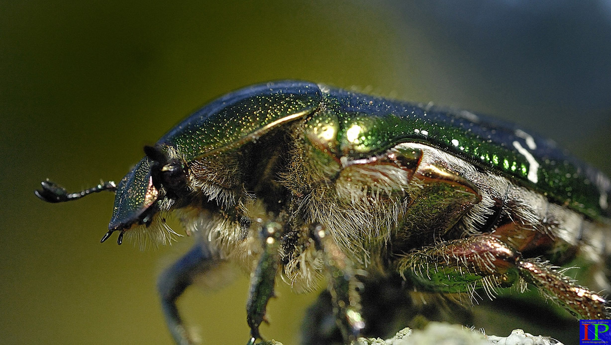 045-006-Hanneton-B.jpg 045-006-Hanneton-B.jpg