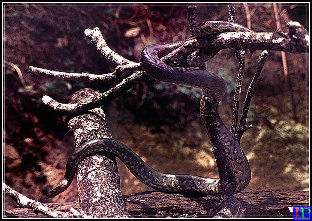 001-Anaconda-BB.jpg 001-Anaconda-BB.jpg