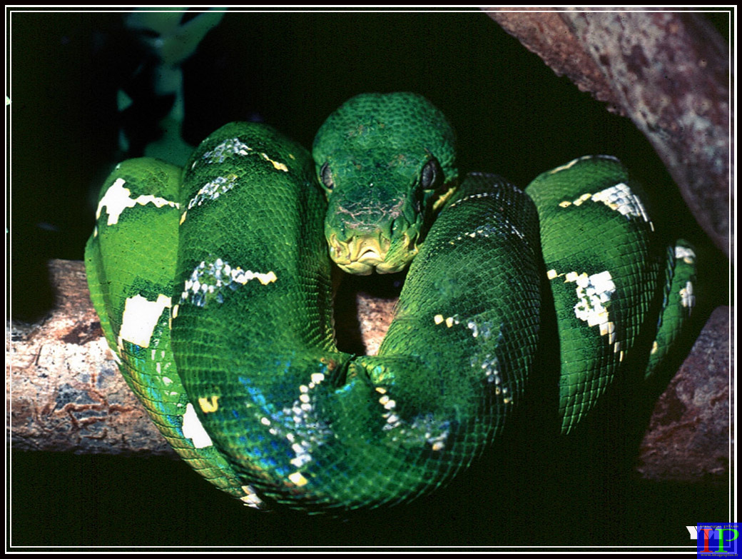 001-Boa canin-BB.jpg 001-Boa canin-BB.jpg