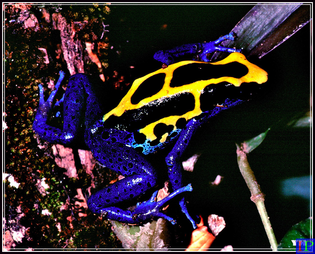 001-Dendrobate-BB.jpg 001-Dendrobate-BB.jpg