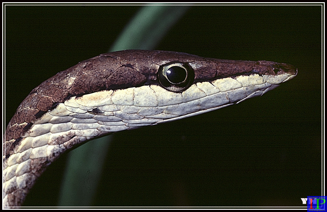 001-Serpent liane-BB.jpg