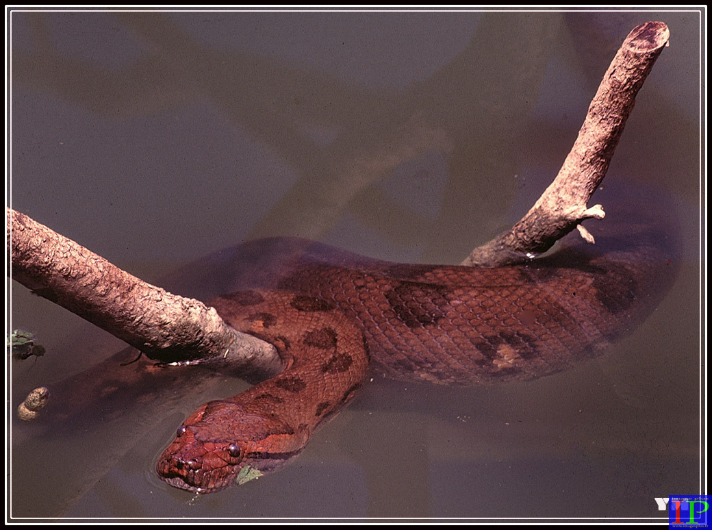 002-Anaconda-BB.jpg 002-Anaconda-BB.jpg