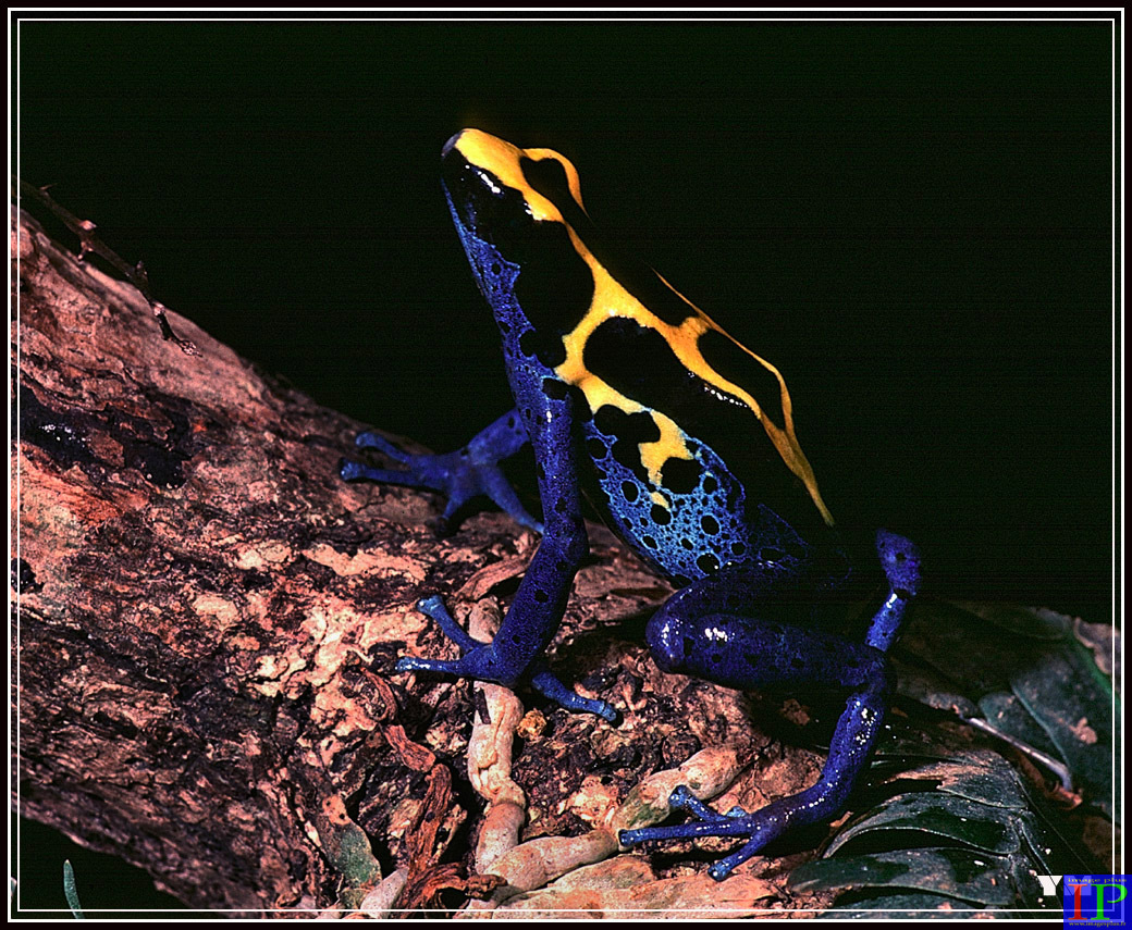 002-Dendrobate-BB.jpg 002-Dendrobate-BB.jpg
